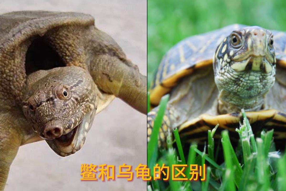王八乌龟有区别,寿命并非王八短(王八和乌龟哪个寿命长) 王八乌龟有区别,寿命并非王八短(王八和乌龟哪个寿命长)