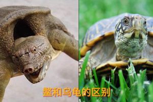 王八乌龟有区别，寿命并非王八短（王八和乌龟哪个寿命长）