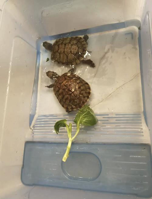 科学喂养保健康!(巴西龟可以吃肉吗) 科学喂养保健康!(巴西龟可以吃肉吗)