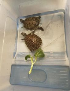 科学喂养保健康！（巴西龟可以吃肉吗）