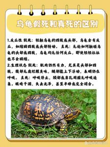 巴西龟放生害生态，养龟负责莫乱扔（为什么说巴西龟会破坏生态）