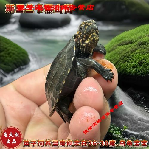 黑山龟养法及国龟推荐(黑山龟的品种有几种) 黑山龟养法及国龟推荐(黑山龟的品种有几种)