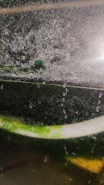 龟缸白线虫?水质出问题,换水清洁是关键!(龟缸里面白色动的很快的线状虫子) 龟缸白线虫?水质出问题,换水清洁是关键!(龟缸里面白色动的很快的线状虫子)