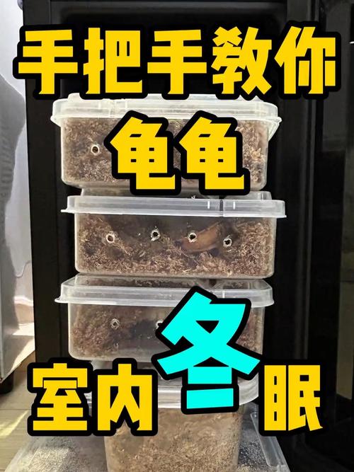 小龟冬不眠,控温加加热,备土储脂肪(冬天乌龟怎么养) 小龟冬不眠,控温加加热,备土储脂肪(冬天乌龟怎么养)