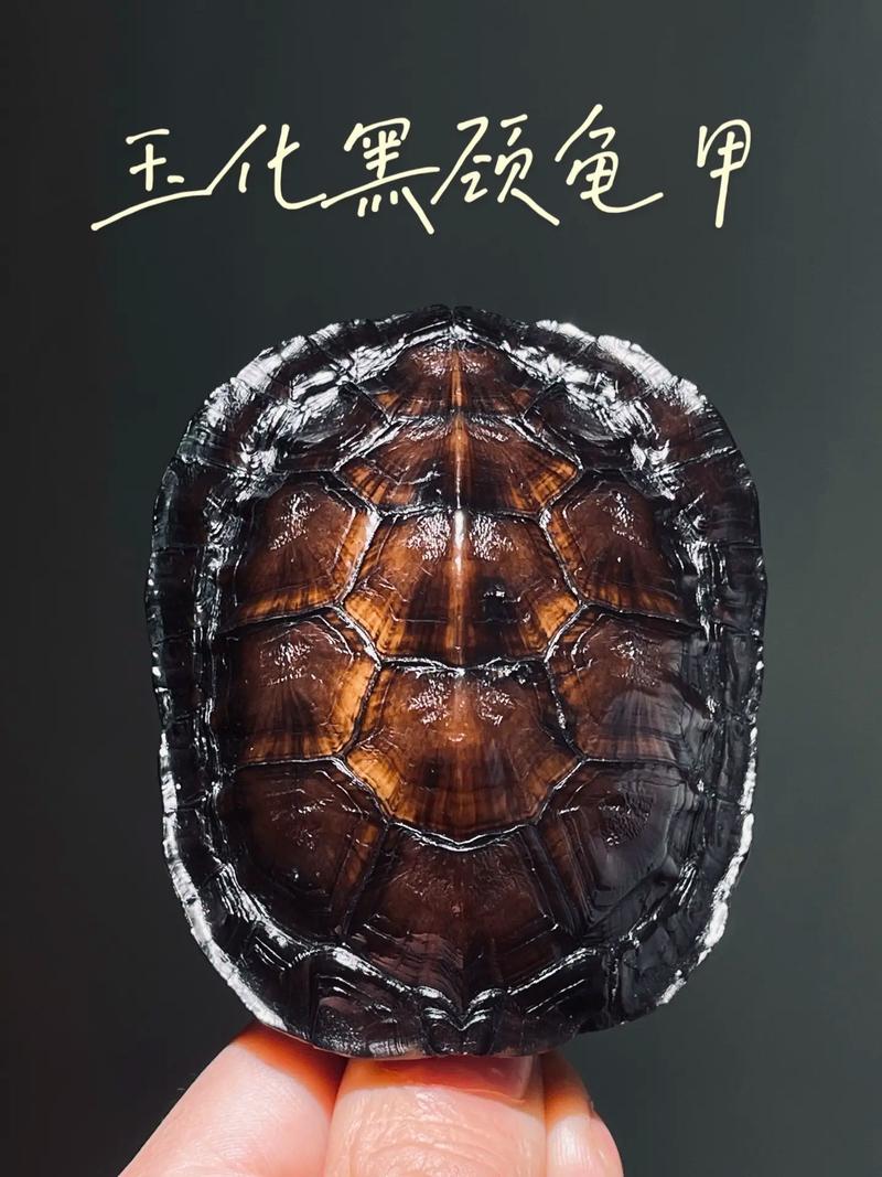 盘出温润,传承吉祥(龟壳盘玩玉化图片) 盘出温润,传承吉祥(龟壳盘玩玉化图片)