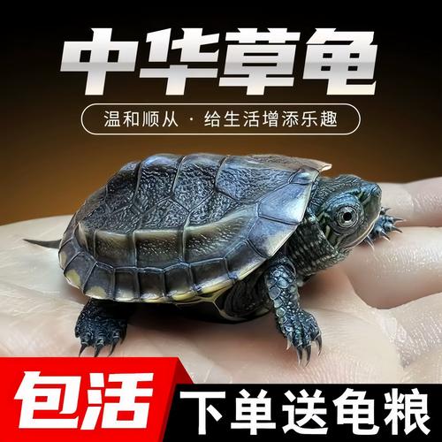 养两只乌龟可行吗?看品种空间食物性格(为什么乌龟不能养两只) 养两只乌龟可行吗?看品种空间食物性格(为什么乌龟不能养两只)