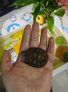 成本高喂食难，还有法律风险！（小青龟为什么不建议养）
