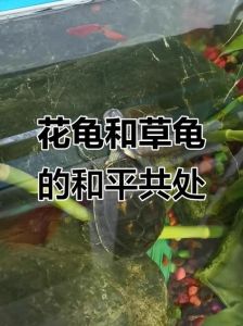 混养草龟选温和种，环境好可和平共处（草龟可以和什么龟混养）