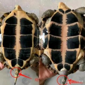 乌龟公母识别四大法，新手轻松辨别（怎么区分乌龟公和母乌龟）