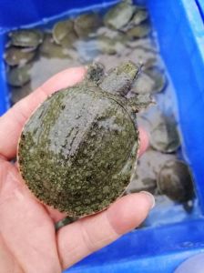龟鳖不同性，分开养才好（小乌龟和小鳖苗能放在一块养吗）