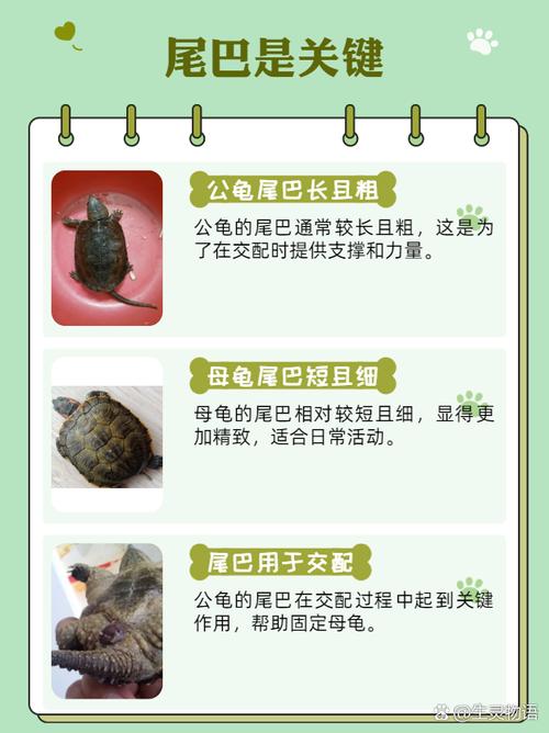 公母龟价不同,选龟主要看喜好(公龟一般比母龟贵吗) 公母龟价不同,选龟主要看喜好(公龟一般比母龟贵吗)