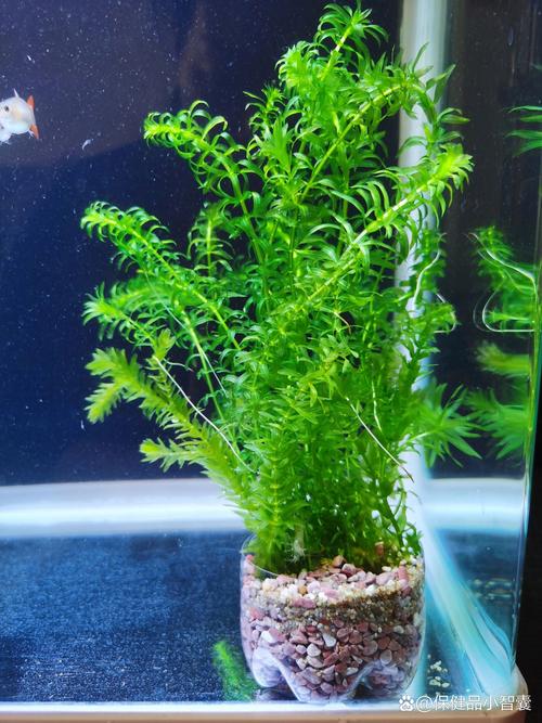 蜈蚣草净化龟缸水,龟爱啃食需管理(草龟缸能放蜈蚣草吗) 蜈蚣草净化龟缸水,龟爱啃食需管理(草龟缸能放蜈蚣草吗)