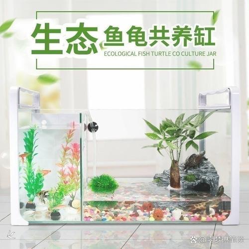 看品种定水位,陆龟无需水,水龟需暖冬(冬天雨缸养乌龟要放水吗) 看品种定水位,陆龟无需水,水龟需暖冬(冬天雨缸养乌龟要放水吗)