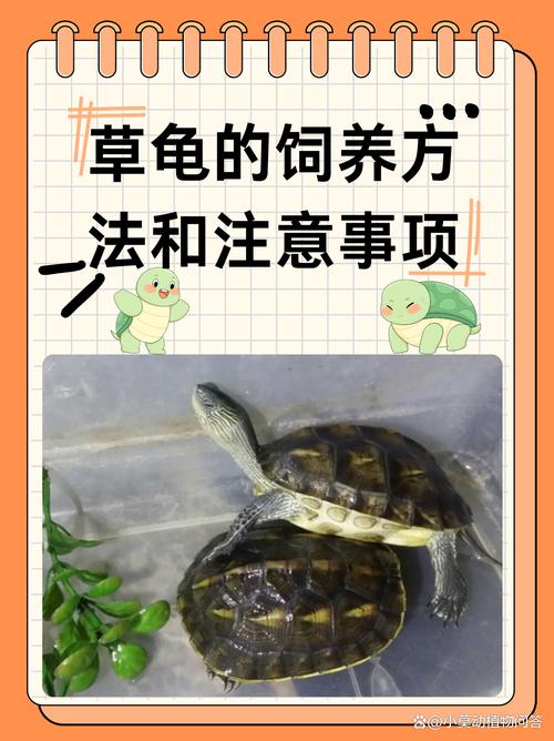 保暖控食补光,防病健康过冬(冬天小乌龟应该怎么养) 保暖控食补光,防病健康过冬(冬天小乌龟应该怎么养)