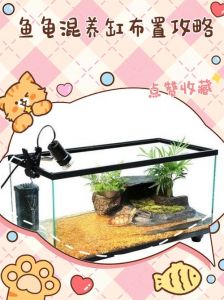 稳固美观，过滤为王！（乌龟与鱼混养缸布置）