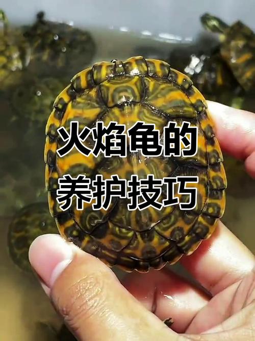 火焰龟浅,东锦龟深,都要晒背台(火焰龟和东锦龟在多深的水中养) 火焰龟浅,东锦龟深,都要晒背台(火焰龟和东锦龟在多深的水中养)