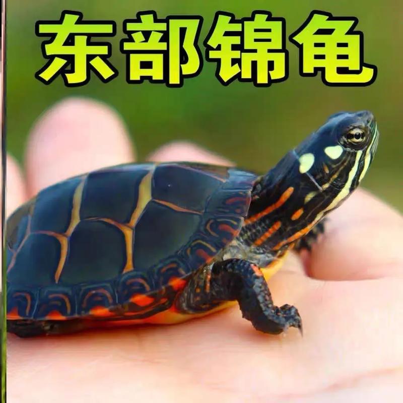 好养易分辨(东锦龟和西锦龟的外表区别) 好养易分辨(东锦龟和西锦龟的外表区别)