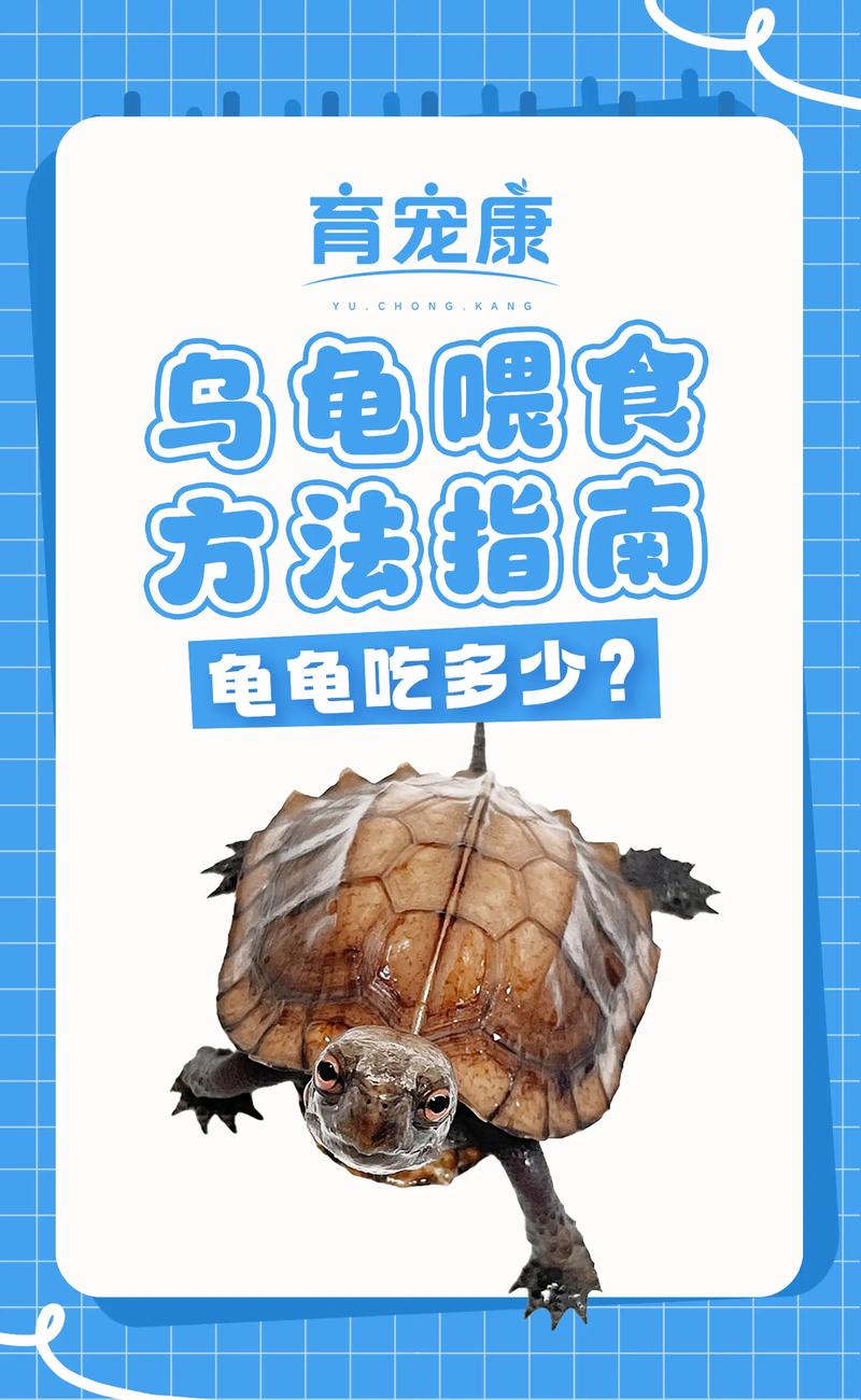 乌龟能吃窝瓜,蔬菜营养多(乌龟能吃窝瓜吗) 乌龟能吃窝瓜,蔬菜营养多(乌龟能吃窝瓜吗)