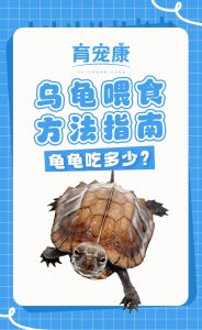 乌龟能吃窝瓜，蔬菜营养多（乌龟能吃窝瓜吗）