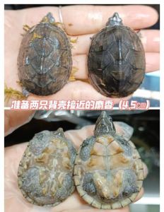 公母比例与注意事项（一只公乌龟和几只母乌龟呢）