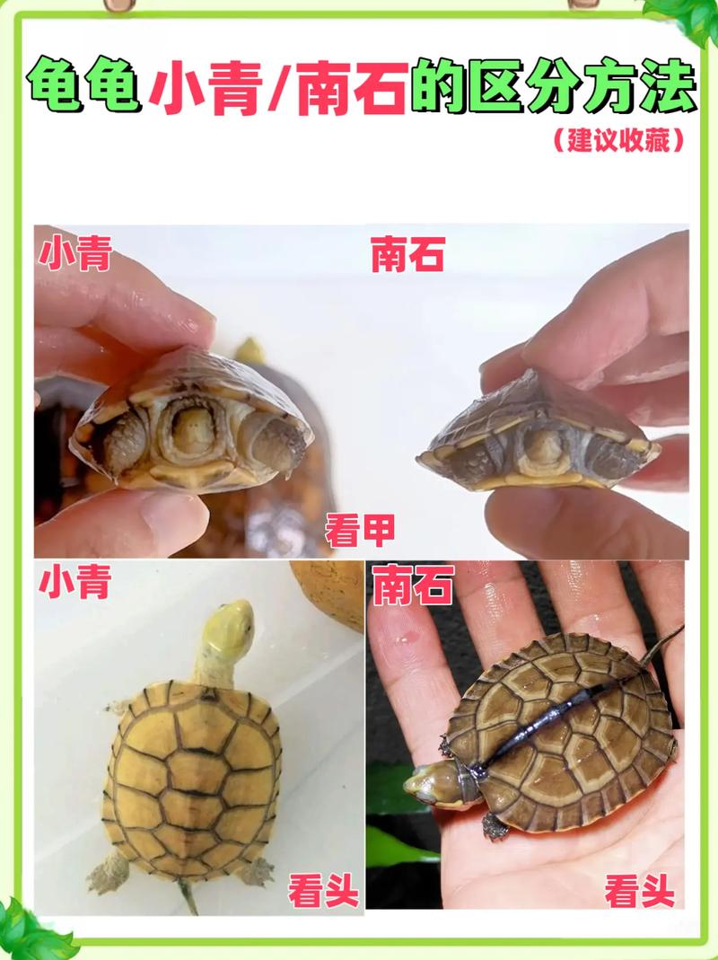 看腹甲尾巴泄殖孔(小青乌龟怎么看公母) 看腹甲尾巴泄殖孔(小青乌龟怎么看公母)