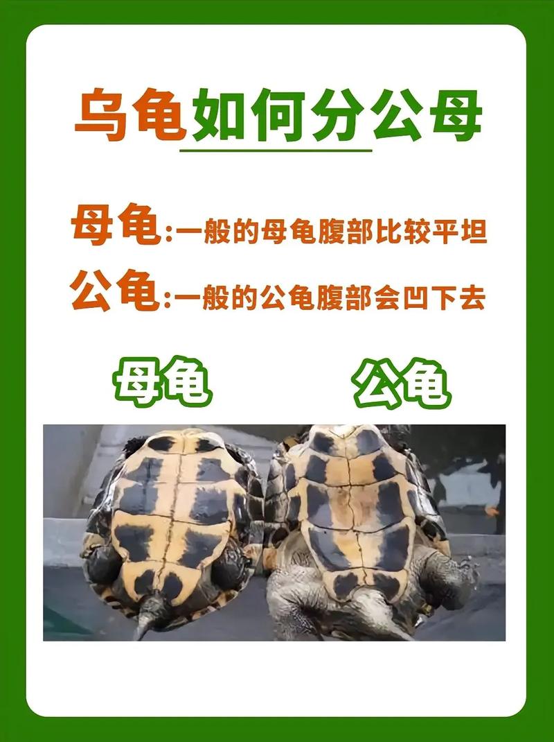 公母龟如何分辨?看尾巴和龟壳!(怎么分辩乌龟是公母) 公母龟如何分辨?看尾巴和龟壳!(怎么分辩乌龟是公母)
