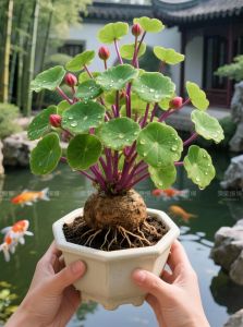净化增景选对种（龟缸里放什么植物好）