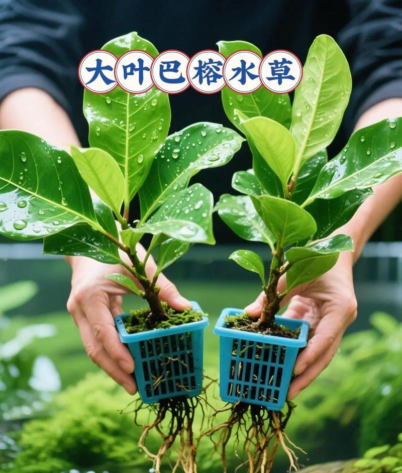 巴西龟水草净化卫士,改善生活环境(适合种在巴西龟缸里的水草) 巴西龟水草净化卫士,改善生活环境(适合种在巴西龟缸里的水草)