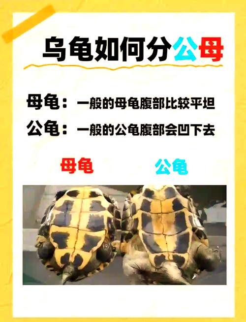 看腹甲尾巴和泄殖孔(乌龟公母怎么看) 看腹甲尾巴和泄殖孔(乌龟公母怎么看)