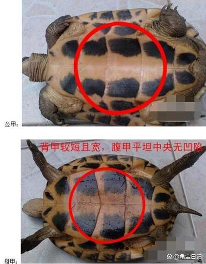 看尾巴泄殖孔腹甲(草龟苗子要怎么区分公母) 看尾巴泄殖孔腹甲(草龟苗子要怎么区分公母)