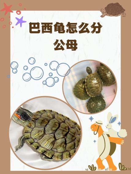 乌龟公母好区分,饲养注意环境与喂食(乌龟吃公龟还是母龟好) 乌龟公母好区分,饲养注意环境与喂食(乌龟吃公龟还是母龟好)