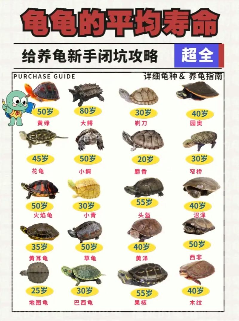 乌龟的奇迹人生(寿命最长的乌龟多少岁) 乌龟的奇迹人生(寿命最长的乌龟多少岁)