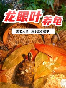 龟缸好帮手，增景又护龟（龟缸放龙眼叶有什么用）