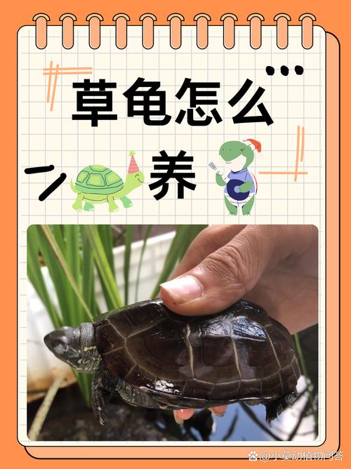 草龟缸壁爬来爬去?给它造个小屋就安心了(草龟晚上一直扒拉缸怎么办) 草龟缸壁爬来爬去?给它造个小屋就安心了(草龟晚上一直扒拉缸怎么办)