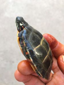 独特盾片小龟，宠物好选择（东锦龟是什么龟）