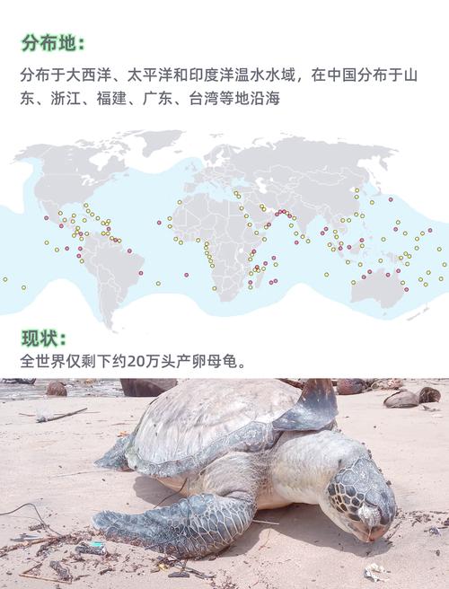 《海龟去哪儿》追踪惠惠迁徙,揭示生存挑战与保护行动(乌龟纪录片海龟去哪儿) 《海龟去哪儿》追踪惠惠迁徙,揭示生存挑战与保护行动(乌龟纪录片海龟去哪儿)