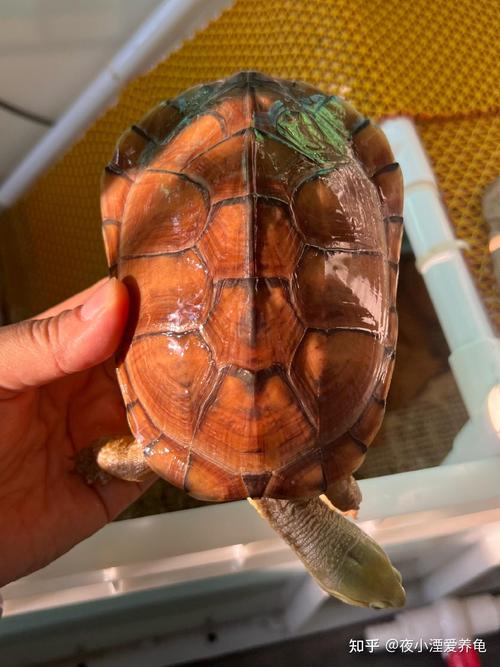 养龟互动性怎么培养?耐心陪伴最重要(黄喉拟水龟互动性怎么样) 养龟互动性怎么培养?耐心陪伴最重要(黄喉拟水龟互动性怎么样)