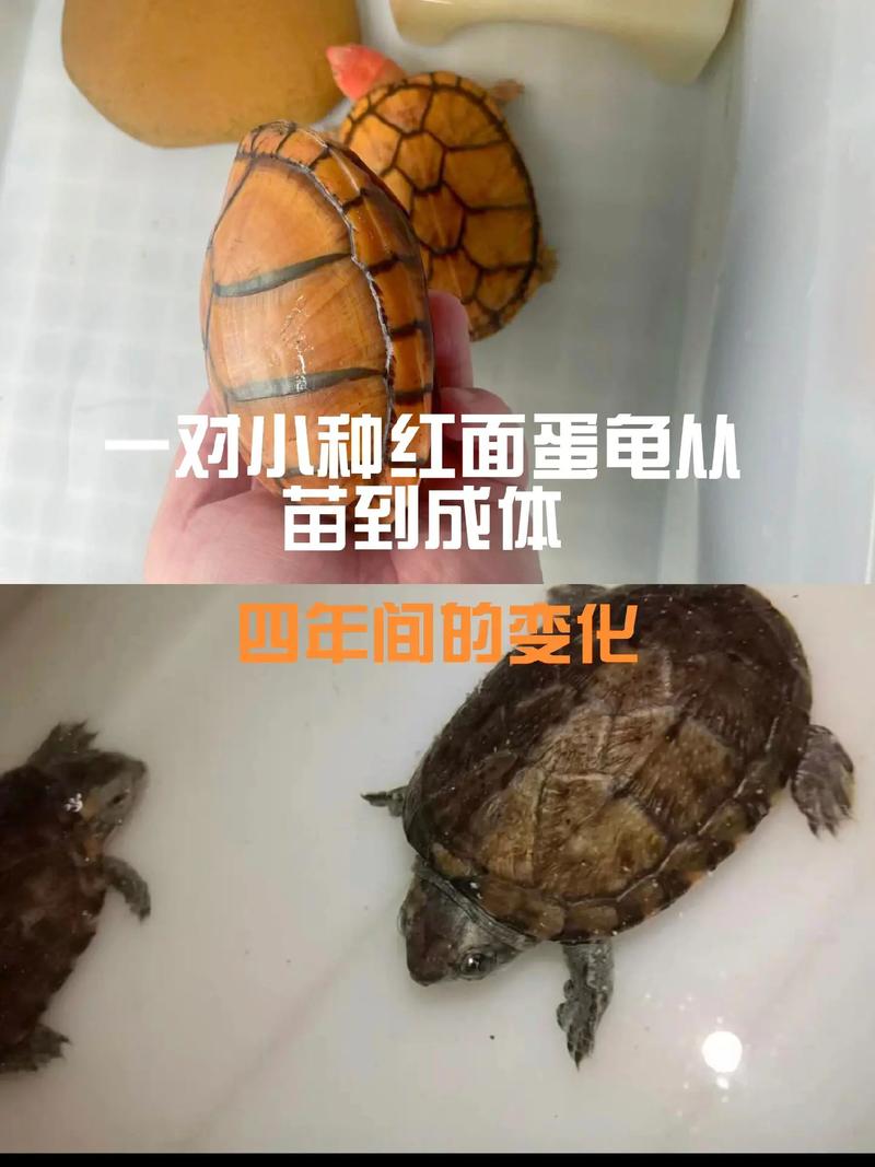 母龟产蛋多没受精?教你辨受精蛋!(乌龟养两个母会生小龟吗) 母龟产蛋多没受精?教你辨受精蛋!(乌龟养两个母会生小龟吗)