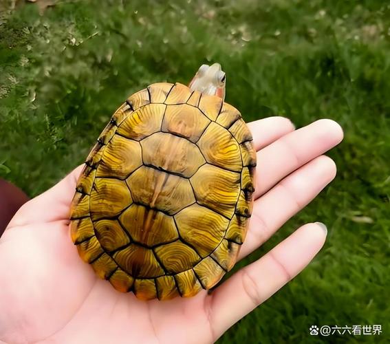 巴西龟入侵生态,放生违法需警惕(外来物种入侵巴西龟) 巴西龟入侵生态,放生违法需警惕(外来物种入侵巴西龟)
