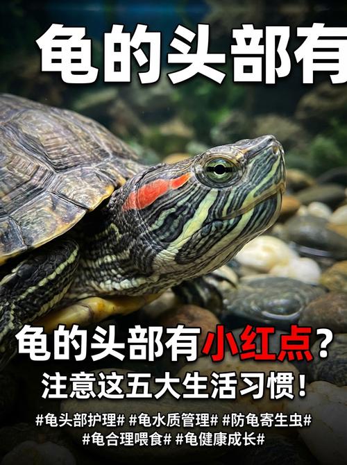 龟头小红点怎么办?(龟的头上有小红点图片) 龟头小红点怎么办?(龟的头上有小红点图片)