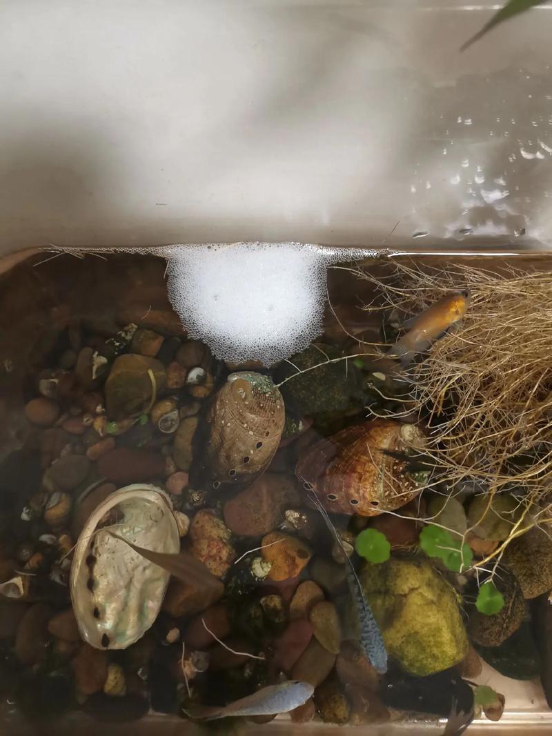 龟缸白泡?水质肥了,快换水清残饵!(龟缸里结一串白色泡泡) 龟缸白泡?水质肥了,快换水清残饵!(龟缸里结一串白色泡泡)