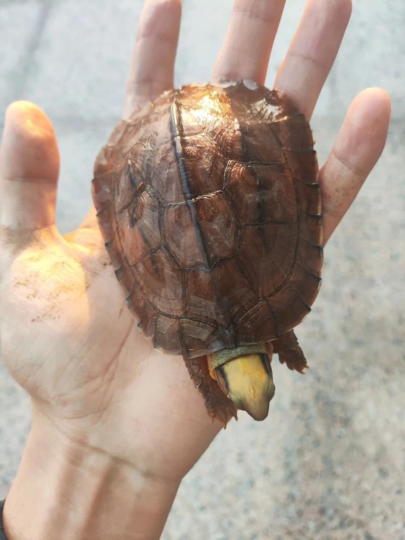 钓友捕获国家一级保护动物缅甸陆龟,呼吁保护野生动物(黄色肚皮有黑点的乌龟是什么龟) 钓友捕获国家一级保护动物缅甸陆龟,呼吁保护野生动物(黄色肚皮有黑点的乌龟是什么龟)