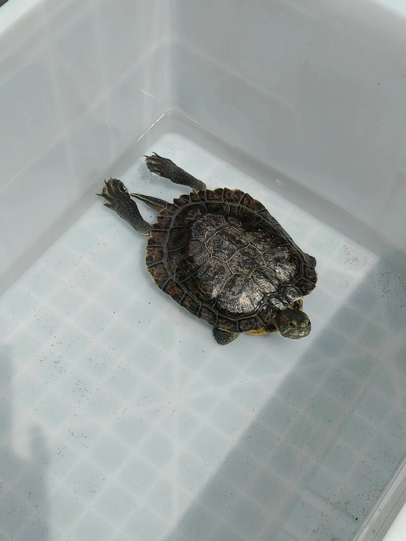 巴西龟常见变异品种及辨识特点(巴西龟照片成年母龟) 巴西龟常见变异品种及辨识特点(巴西龟照片成年母龟)
