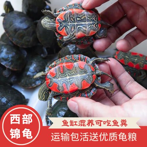 西锦龟深水饲养全攻略(西锦龟是深水龟还是浅水龟) 西锦龟深水饲养全攻略(西锦龟是深水龟还是浅水龟)