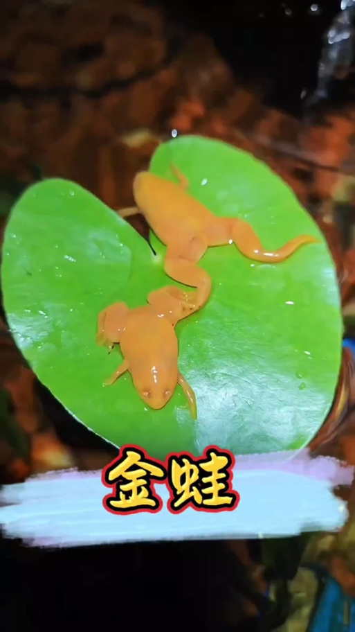 呆萌招财好宠物(黄色的宠物青蛙是什么蛙) 呆萌招财好宠物(黄色的宠物青蛙是什么蛙)