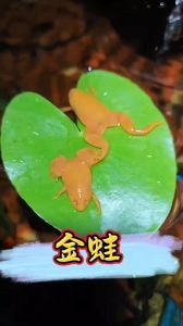 呆萌招财好宠物（黄色的宠物青蛙是什么蛙）