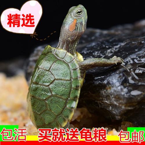 巴西龟凶猛易伤花龟,混养需谨慎(花乌龟和巴西龟一起养) 巴西龟凶猛易伤花龟,混养需谨慎(花乌龟和巴西龟一起养)