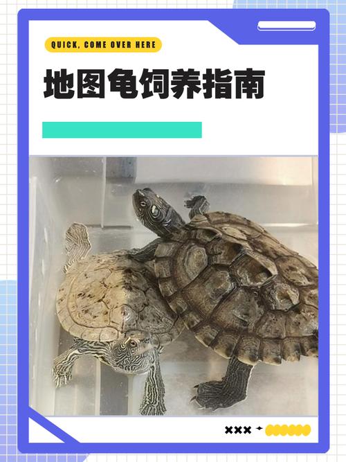环境稳定,饮食荤食,勤换水,保持卫生(地图龟饲养注意事项) 环境稳定,饮食荤食,勤换水,保持卫生(地图龟饲养注意事项)
