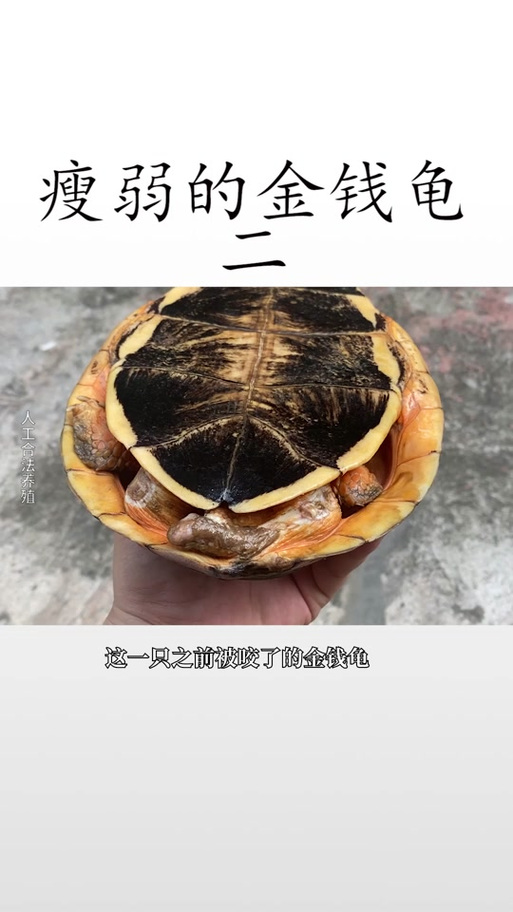 乌龟咬尾巴怎么办?看这里!(乌龟咬另一只乌龟的尾巴) 乌龟咬尾巴怎么办?看这里!(乌龟咬另一只乌龟的尾巴)