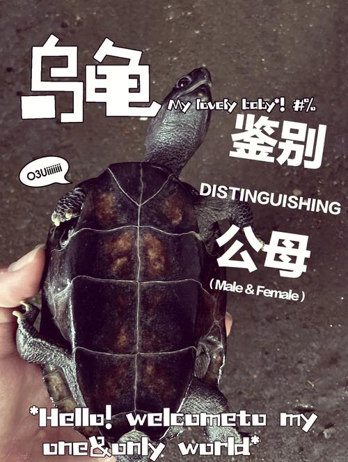 乌龟公母笑话,自然幽默欢乐,分寸需把握(公乌龟和母乌龟的笑话) 乌龟公母笑话,自然幽默欢乐,分寸需把握(公乌龟和母乌龟的笑话)